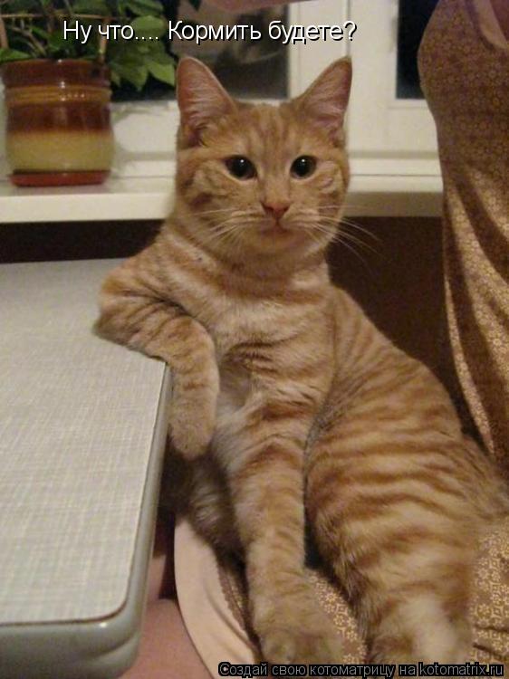Ну что.... Кормить будете?... Котоматрица: Ну что.... Кормить будете?