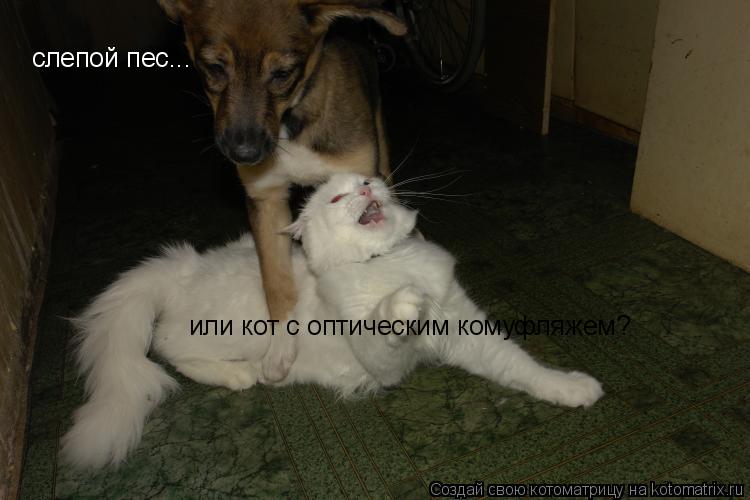 Котоматрица: слепой пес... или кот с оптическим комуфляжем?