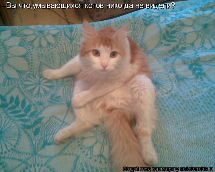 --Вы что,умывающихся котов никогда не видели?... Котоматрица: --Вы что,умывающихся котов никогда не видели?