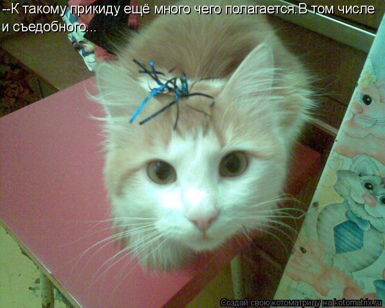--К такому прикиду ещё много чего полагается.В том числе и съедобного...... Котоматрица: --К такому прикиду ещё много чего полагается.В том числе и съедобного...