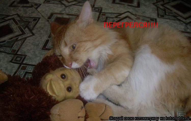 ПЕРЕГРЕЛСЯ!!!!... Котоматрица: ПЕРЕГРЕЛСЯ!!!!