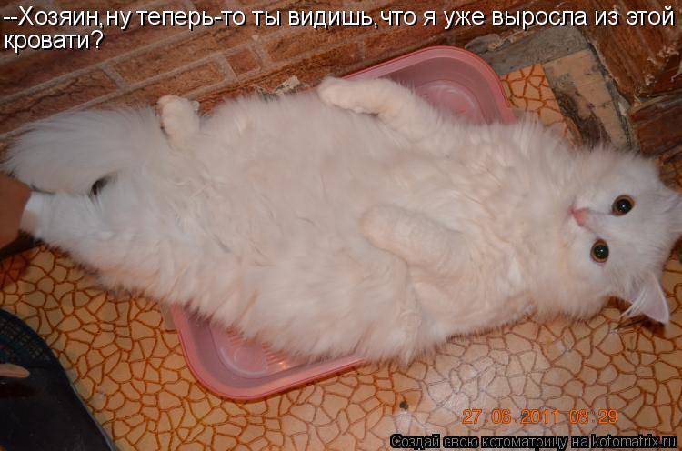 --Хозяин,ну теперь-то ты видишь,что я уже выросла из этой кровати?... Котоматрица: --Хозяин,ну теперь-то ты видишь,что я уже выросла из этой кровати?