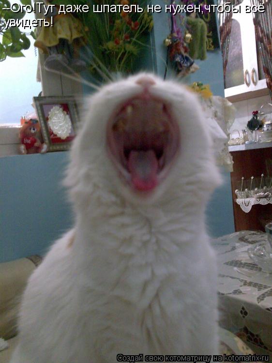 --Ого!Тут даже шпатель не нужен,чтобы всё увидеть!... Котоматрица: --Ого!Тут даже шпатель не нужен,чтобы всё увидеть!