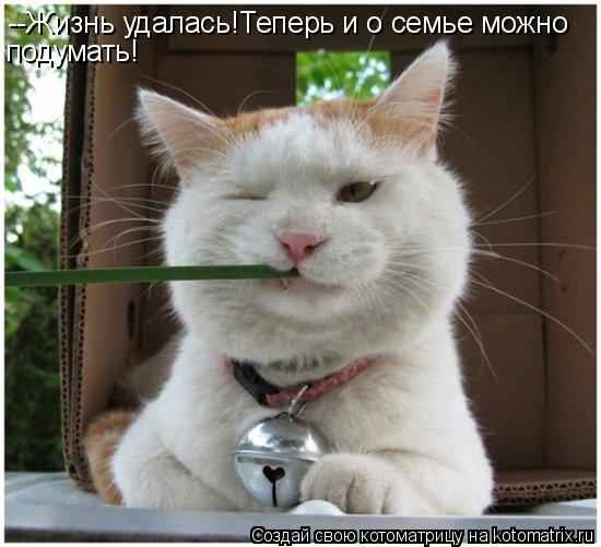 --Жизнь удалась!Теперь и о семье можно подумать!... Котоматрица: --Жизнь удалась!Теперь и о семье можно подумать!