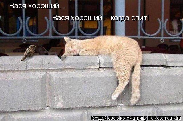 Вася хороший... Вася хороший... когда спит!... Котоматрица: Вася хороший... Вася хороший... когда спит!