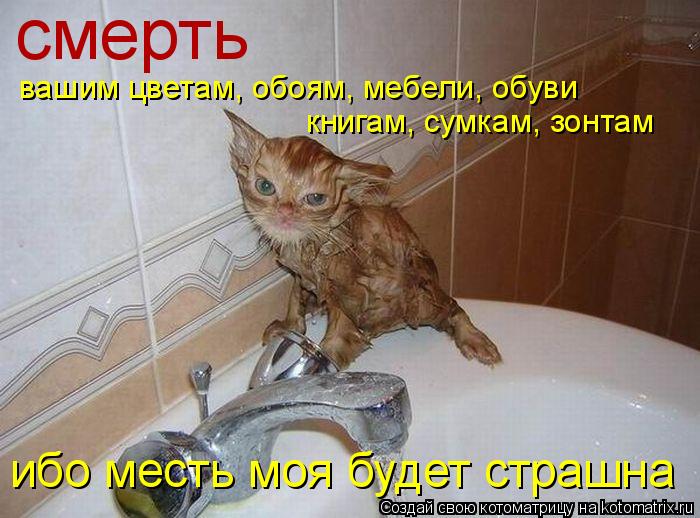 вашим цветам, обоям, мебели, обуви смерть книгам, сумкам, зонтам ибо месть моя будет страшна... Котоматрица: вашим цветам, обоям, мебели, обуви смерть книгам, сумкам, зонтам ибо месть моя будет страшна