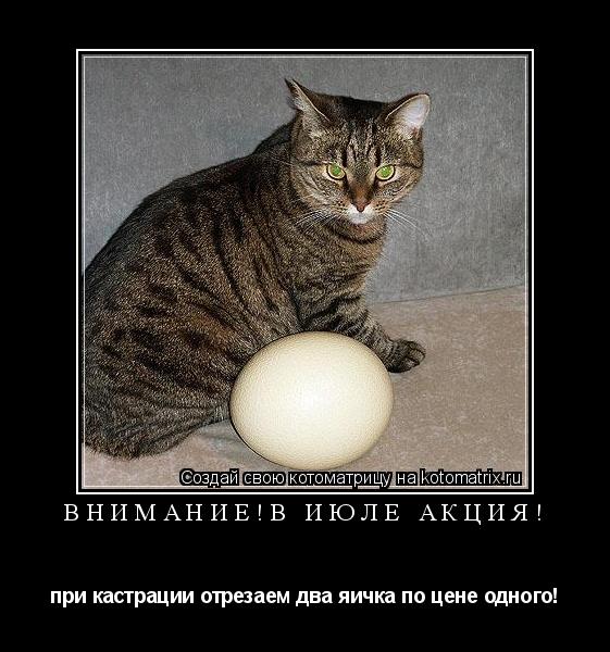 Внимание!в июле Акция! при кастрации отрезаем два яичка по цене одного!... Котоматрица: Внимание!в июле Акция! при кастрации отрезаем два яичка по цене одного!
