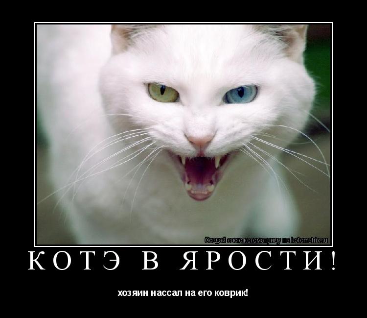 КотЭ в ярости! хозяин нассал на его коврик!... Котоматрица: КотЭ в ярости! хозяин нассал на его коврик!