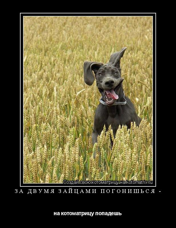 ЗА ДВУМЯ ЗАЙЦАМИ ПОГОНИШЬСЯ - на котоматрицу попадешь... Котоматрица: ЗА ДВУМЯ ЗАЙЦАМИ ПОГОНИШЬСЯ - на котоматрицу попадешь