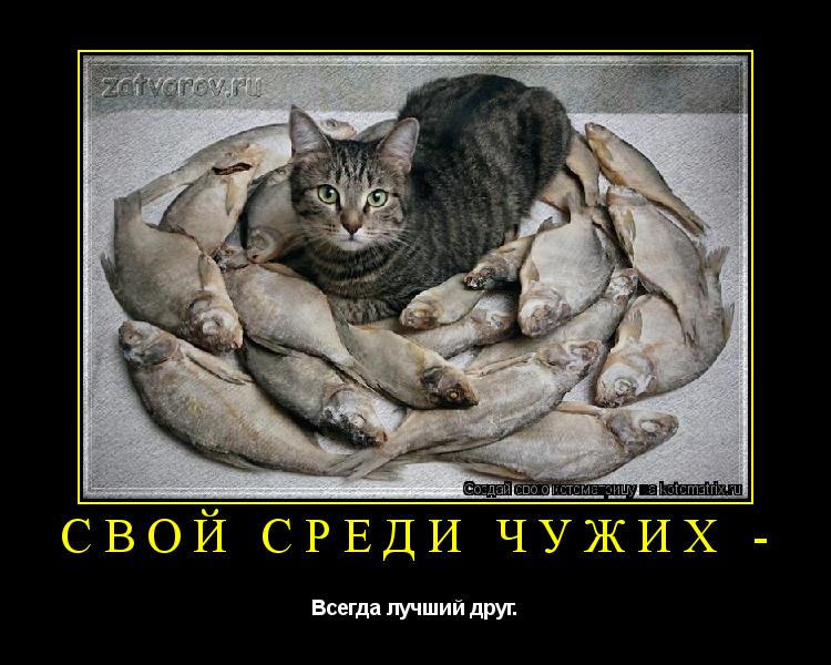 Котоматрица: Свой среди чужих -  Всегда лучший друг.