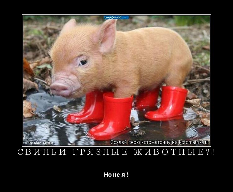 Свиньи грязные животные?! Но не я !... Котоматрица: Свиньи грязные животные?! Но не я !
