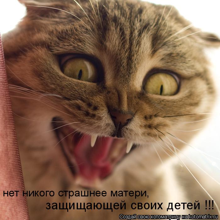 нет никого страшнее матери, защищающей своих детей !!!... Котоматрица: нет никого страшнее матери, защищающей своих детей !!!
