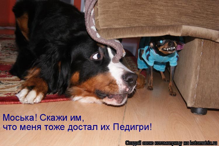 Моська! Скажи им, что меня тоже достал их Педигри!... Котоматрица: Моська! Скажи им, что меня тоже достал их Педигри!