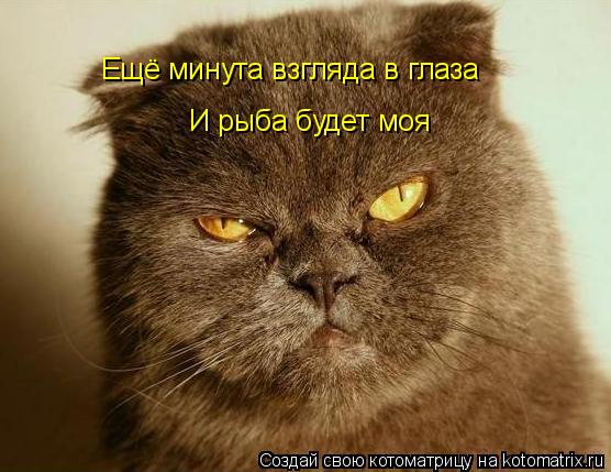 Ещё минута взгляда в глаза И рыба будет моя... Котоматрица: Ещё минута взгляда в глаза И рыба будет моя