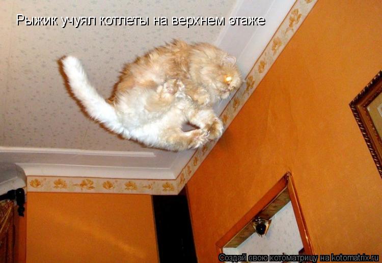 Рыжик учуял котлеты на верхнем этаже... Котоматрица: Рыжик учуял котлеты на верхнем этаже