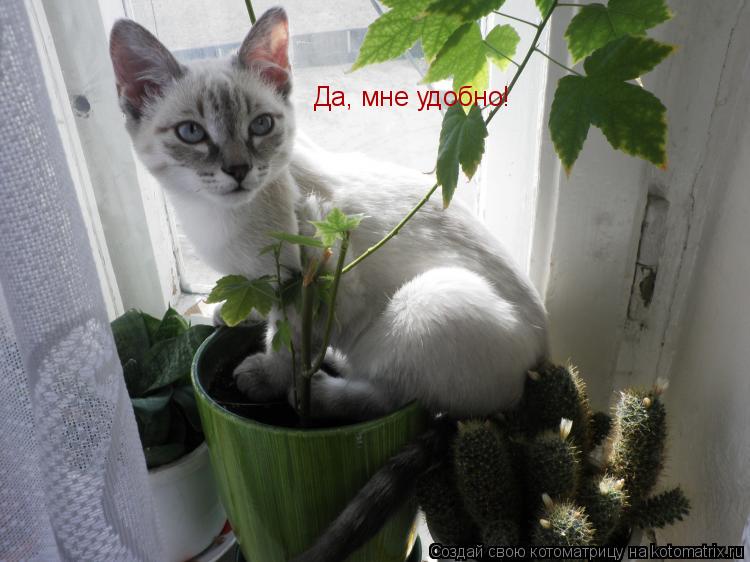 Да, мне удобно!... Котоматрица: Да, мне удобно!