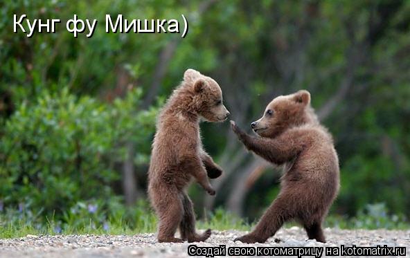 Кунг фу Мишка)... Котоматрица: Кунг фу Мишка)
