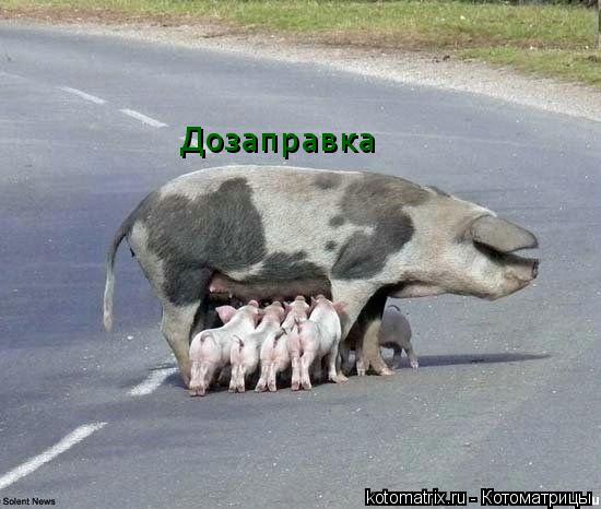 Дозаправка... Котоматрица: Дозаправка