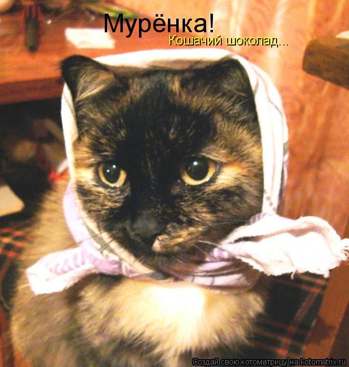 Мурёнка! Кошачий шоколад...... Котоматрица: Мурёнка! Кошачий шоколад...