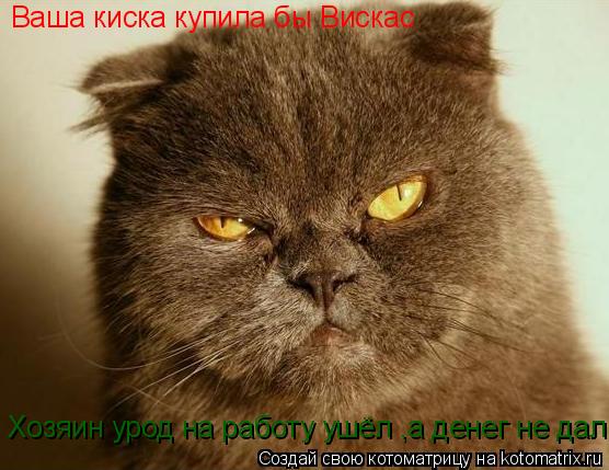 Ваша киска купила бы Вискас Хозяин урод на работу ушёл ,а денег не дал... Котоматрица: Ваша киска купила бы Вискас Хозяин урод на работу ушёл ,а денег не дал