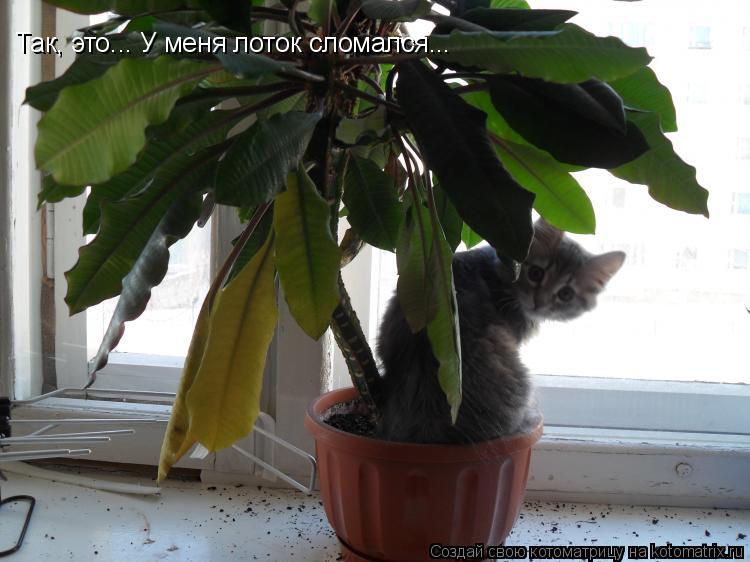 Так, это... У меня лоток сломался...... Котоматрица: Так, это... У меня лоток сломался...