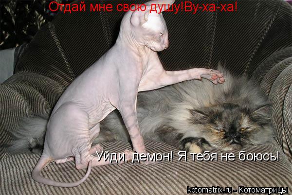 Отдай мне свою душу!Ву-ха-ха! Уйди, демон! Я тебя не боюсь!... Котоматрица: Отдай мне свою душу!Ву-ха-ха! Уйди, демон! Я тебя не боюсь!