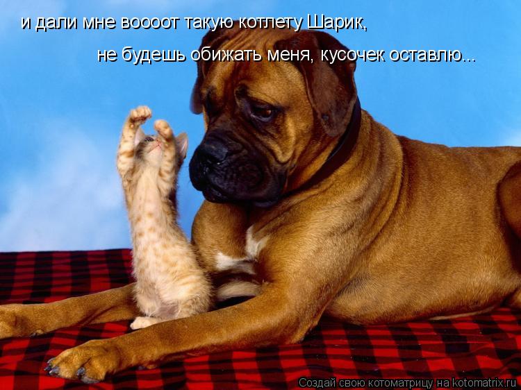 и дали мне воооот такую котлету Шарик, не будешь обижать меня, кусочек оставлю...... Котоматрица: и дали мне воооот такую котлету Шарик, не будешь обижать меня, кусочек оставлю...