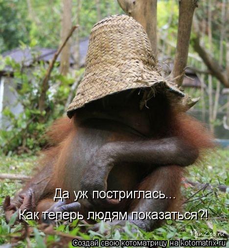 Да уж постриглась... Как теперь людям показаться?!... Котоматрица: Да уж постриглась... Как теперь людям показаться?!