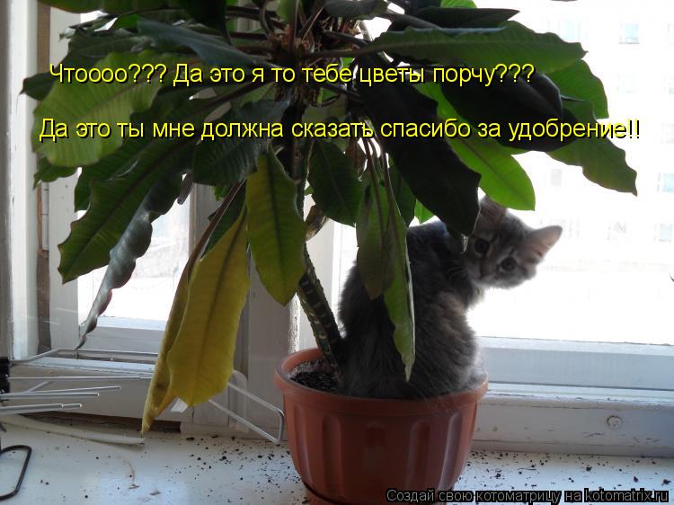 Чтоооо??? Да это я то тебе цветы порчу??? Да это ты мне должна сказать спасибо за удобрение!!... Котоматрица: Чтоооо??? Да это я то тебе цветы порчу??? Да это ты мне должна сказать спасибо за удобрение!!