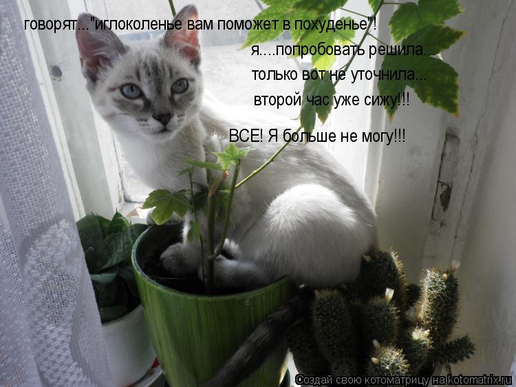 говорят..."иглоколенье вам поможет в похуденье"! только вот не уточнила... я....попробовать решила...... Котоматрица: говорят..."иглоколенье вам поможет в похуденье"! только вот не уточнила... я....попробовать решила... второй час уже сижу!!! ВСЕ! Я больше не могу!!