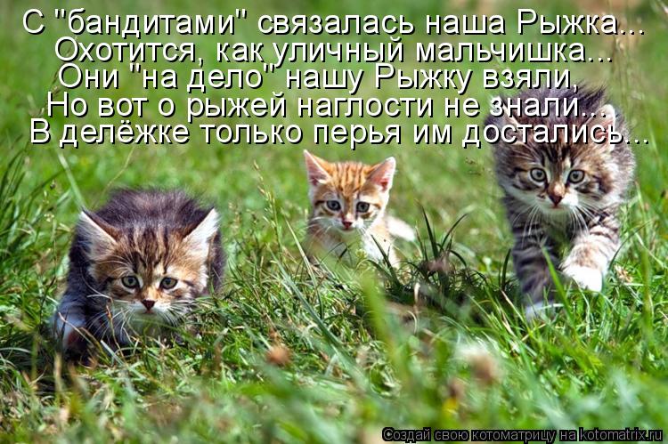 С "бандитами" связалась наша Рыжка... Охотится, как уличный мальчишка... Они "на дело" нашу Рыжку взя... Котоматрица: С "бандитами" связалась наша Рыжка... Охотится, как уличный мальчишка... Они "на дело" нашу Рыжку взяли, Но вот о рыжей наглости не знали... В дел