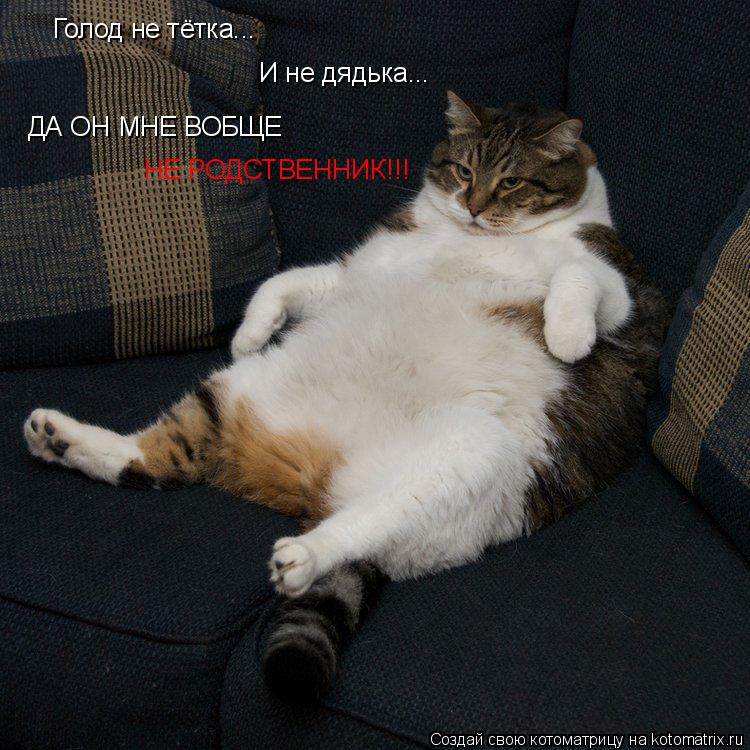 Голод не тётка... И не дядька... ДА ОН МНЕ ВОБЩЕ НЕ РОДСТВЕННИК!!!... Котоматрица: Голод не тётка... И не дядька... ДА ОН МНЕ ВОБЩЕ НЕ РОДСТВЕННИК!!!