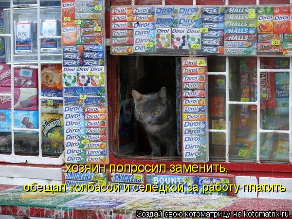 хозяин попросил заменить, обещал колбасой и селёдкой за работу платить... Котоматрица: хозяин попросил заменить, обещал колбасой и селёдкой за работу платить