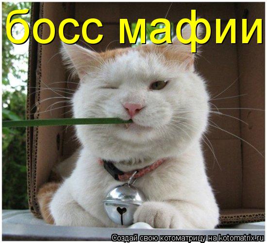 босс мафии... Котоматрица: босс мафии