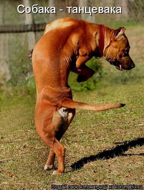Собака - танцевака... Котоматрица: Собака - танцевака
