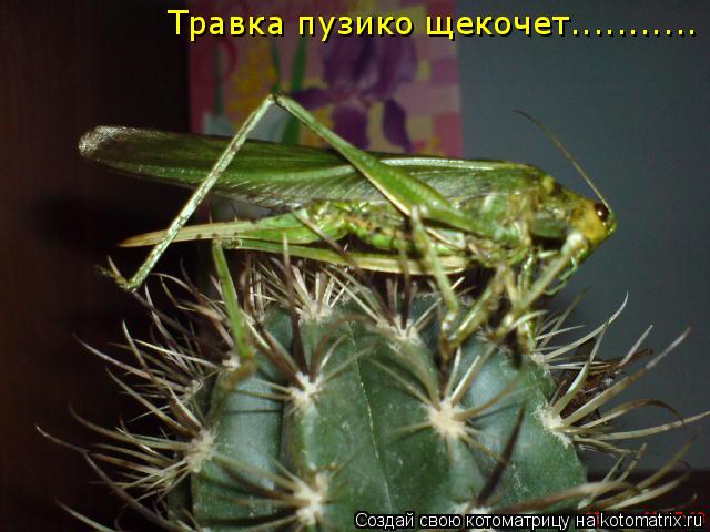 Травка пузико щекочет.............. Котоматрица: Травка пузико щекочет...........
