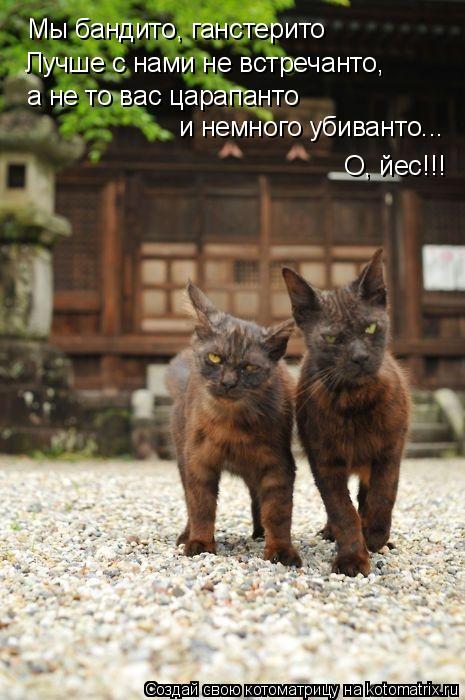 Мы бандито, ганстерито Лучше с нами не встречанто, а не то вас царапанто и немного убиванто... О, йе... Котоматрица: Мы бандито, ганстерито Лучше с нами не встречанто, а не то вас царапанто и немного убиванто... О, йес!!!