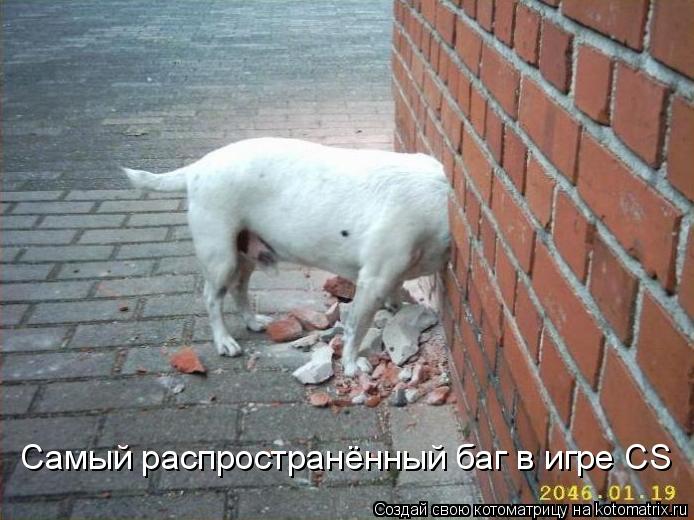 Самый распространённый баг в игре CS... Котоматрица: Самый распространённый баг в игре CS
