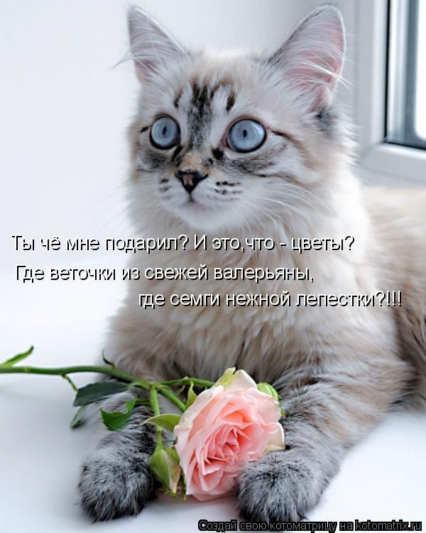 где семги нежной лепестки?!!! Ты чё мне подарил? И это,что - цветы? Где веточки из свежей валерьяны,... Котоматрица: где семги нежной лепестки?!!! Ты чё мне подарил? И это,что - цветы? Где веточки из свежей валерьяны,