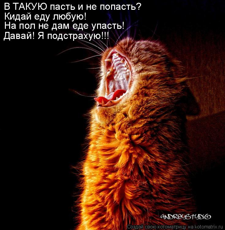 В ТАКУЮ пасть и не попасть? Кидай еду любую! На пол не дам еде упасть! Давай! Я подстрахую!!!... Котоматрица: В ТАКУЮ пасть и не попасть? Кидай еду любую! На пол не дам еде упасть! Давай! Я подстрахую!!!