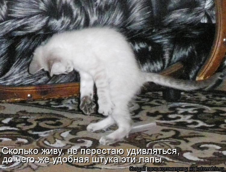 Сколько живу, не перестаю удивляться, до чего же удобная штука эти лапы.... Котоматрица: Сколько живу, не перестаю удивляться, до чего же удобная штука эти лапы.