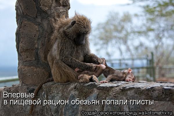 Впервые в пищевой рацион обезьян попали глисты.... Котоматрица: Впервые в пищевой рацион обезьян попали глисты.