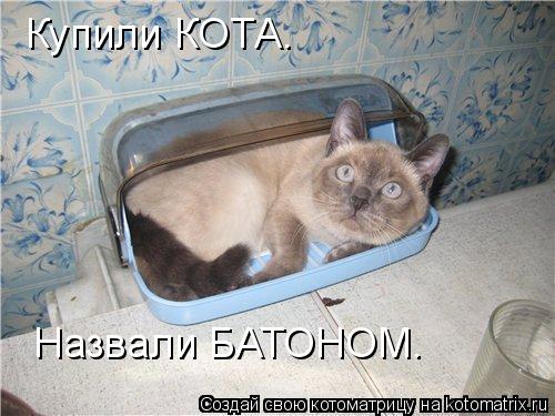 Купили КОТА. Назвали БАТОНОМ.... Котоматрица: Купили КОТА. Назвали БАТОНОМ.