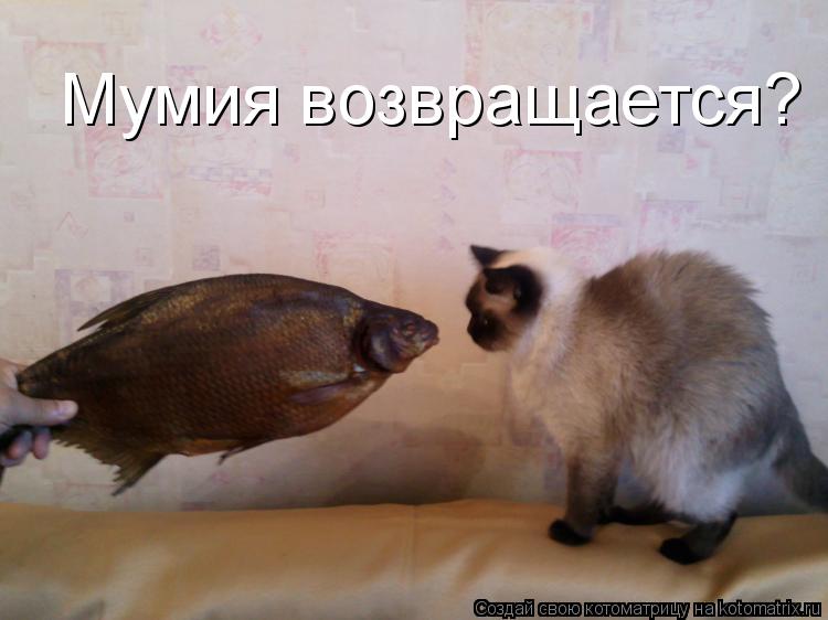 Мумия возвращается?... Котоматрица: Мумия возвращается?