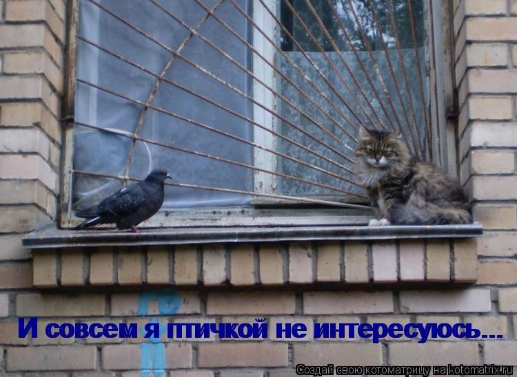 И совсем я птичкой не интересуюсь... И совсем я птичкой не интересуюсь...... Котоматрица: И совсем я птичкой не интересуюсь... И совсем я птичкой не интересуюсь...