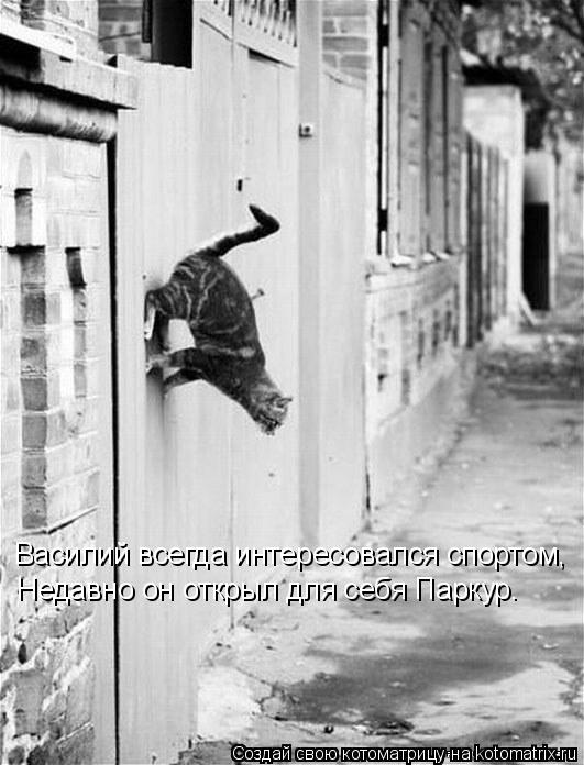Василий всегда интересовался спортом, Недавно он открыл для себя Паркур.... Котоматрица: Василий всегда интересовался спортом, Недавно он открыл для себя Паркур.