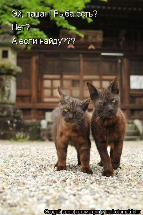 Эй, пацан! Рыба есть? Нет? А если найду???... Котоматрица: Эй, пацан! Рыба есть? Нет? А если найду???