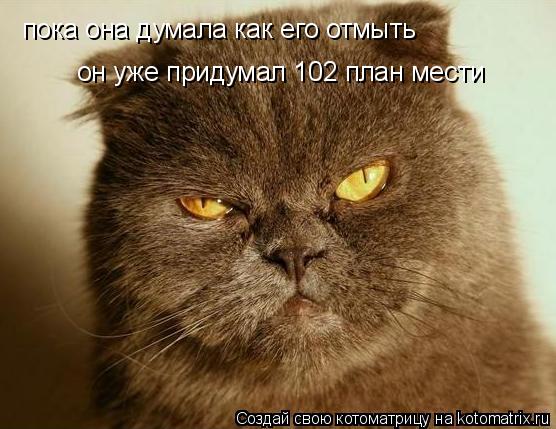 пока она думала как его отмыть он уже придумал 102 план мести... Котоматрица: пока она думала как его отмыть он уже придумал 102 план мести