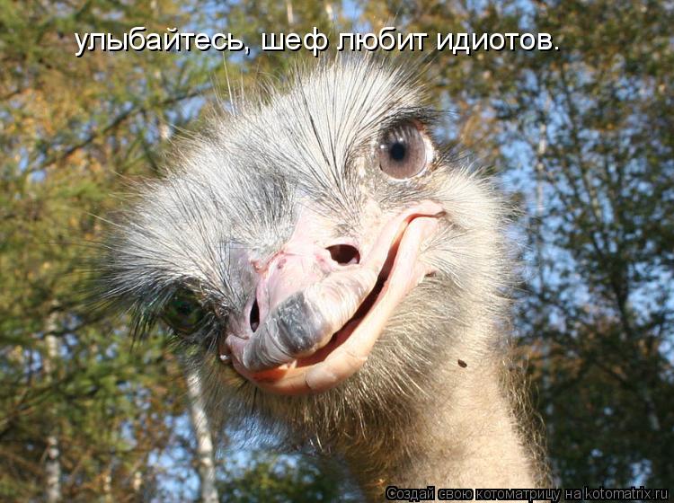 улыбайтесь, шеф любит идиотов.... Котоматрица: улыбайтесь, шеф любит идиотов.