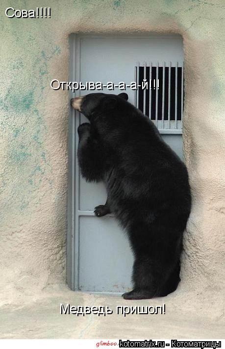 Сова!!!! Открыва-а-а-а-й!!! Медведь пришол!... Котоматрица: Сова!!!! Открыва-а-а-а-й!!! Медведь пришол!